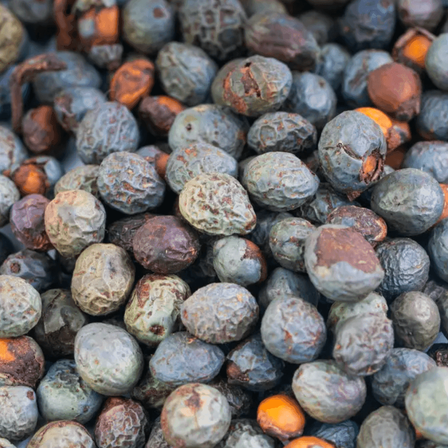 wild pistachio fruit