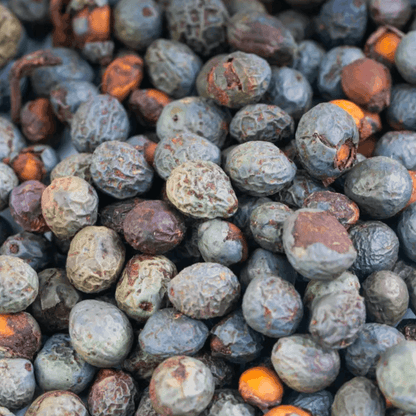 wild pistachio fruit